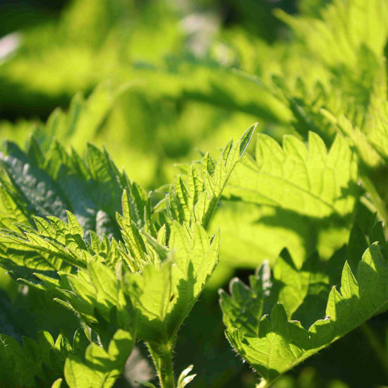 The Incredible Organic Nettle 2000mg - Food Supplement-4