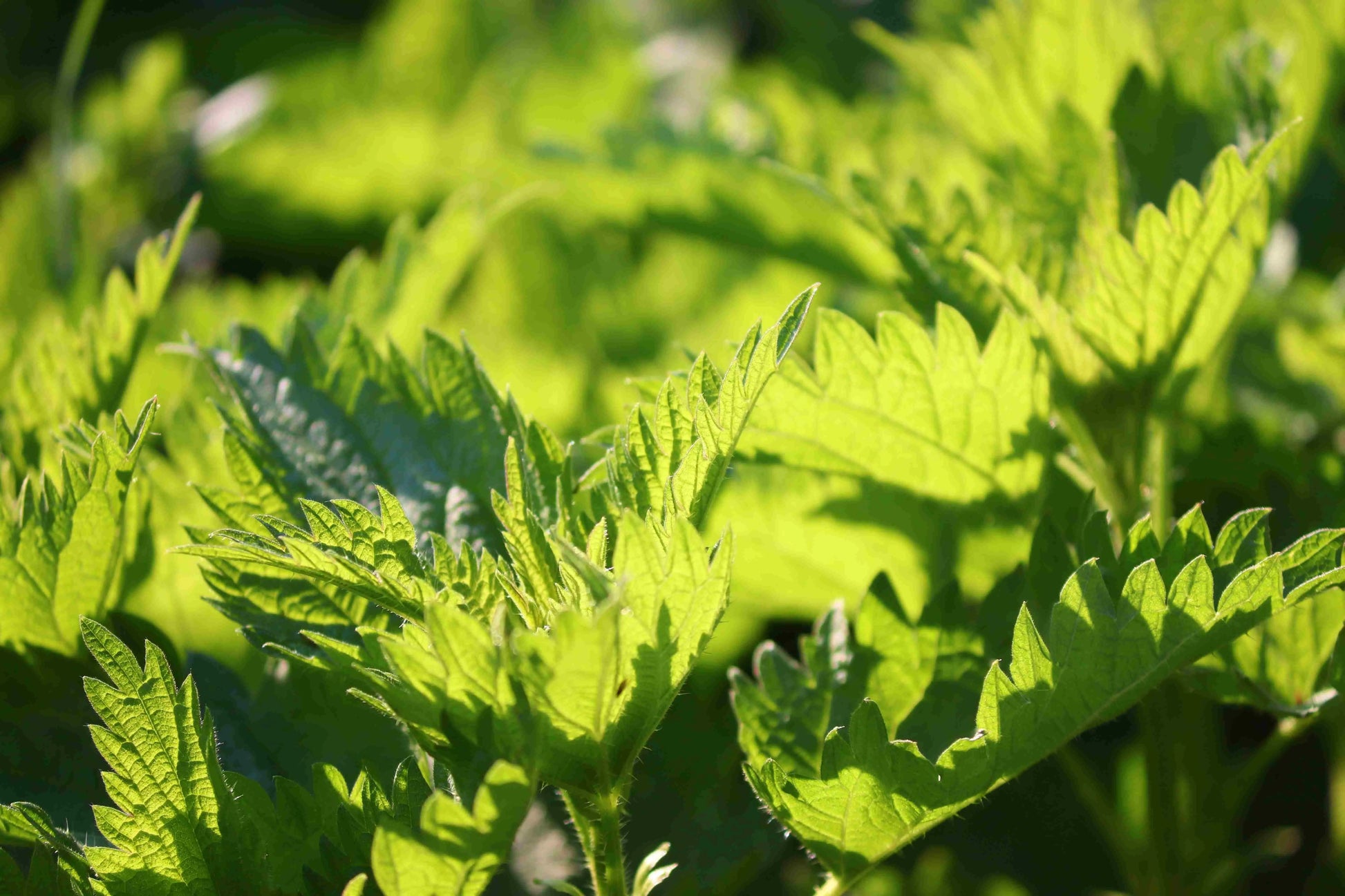 The Incredible Organic Nettle 2000mg - Food Supplement-4