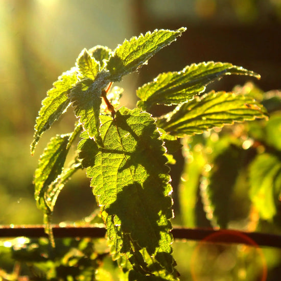 The Incredible Organic Nettle 2000mg - Food Supplement-6