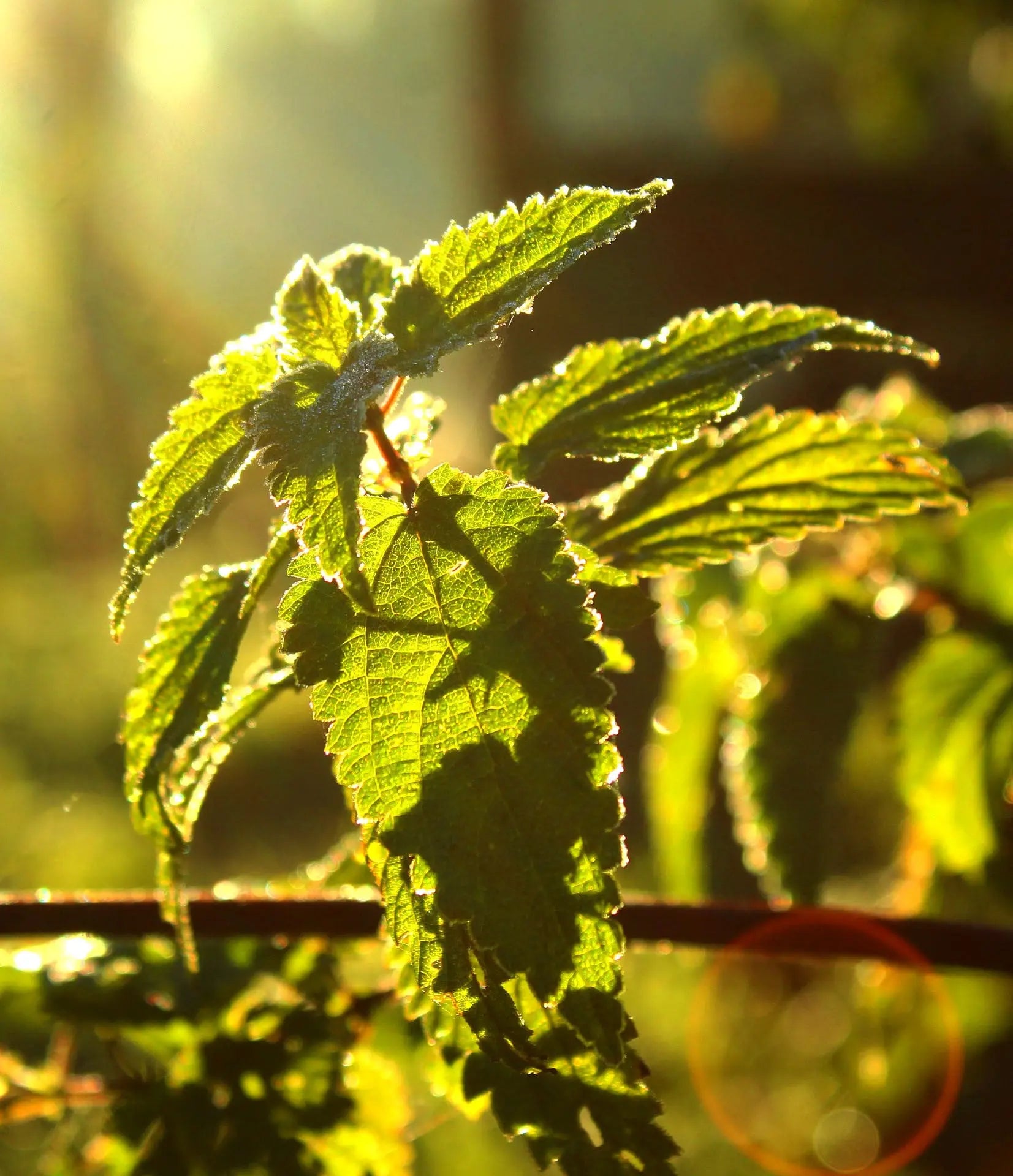 The Incredible Organic Nettle 2000mg - Food Supplement-6
